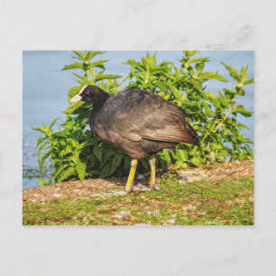 Cartão Postal Eurasian Coot, Roath Park Lake, Cardiff, País de 