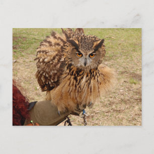 Cartão Postal Eurasian Eagle Owl