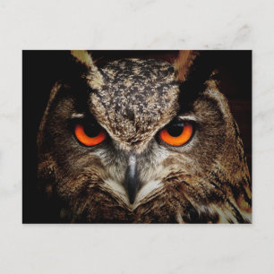 Cartão Postal Eurasian Eagle-Owl
