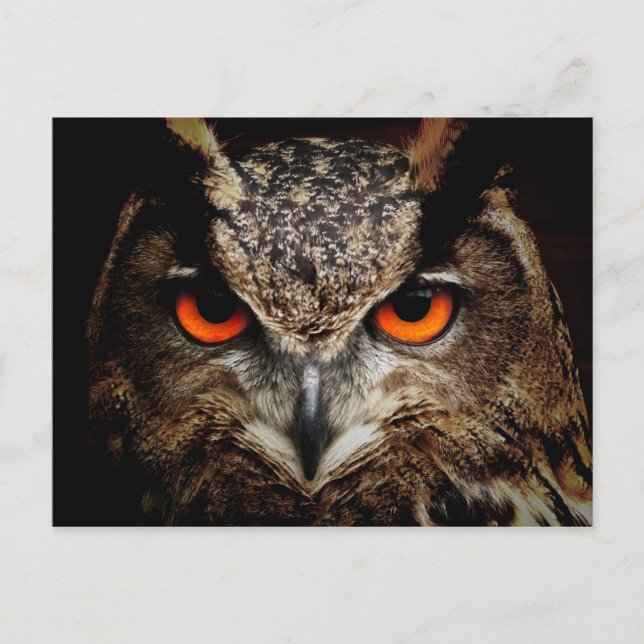 Cartão Postal Eurasian Eagle-Owl (Frente)