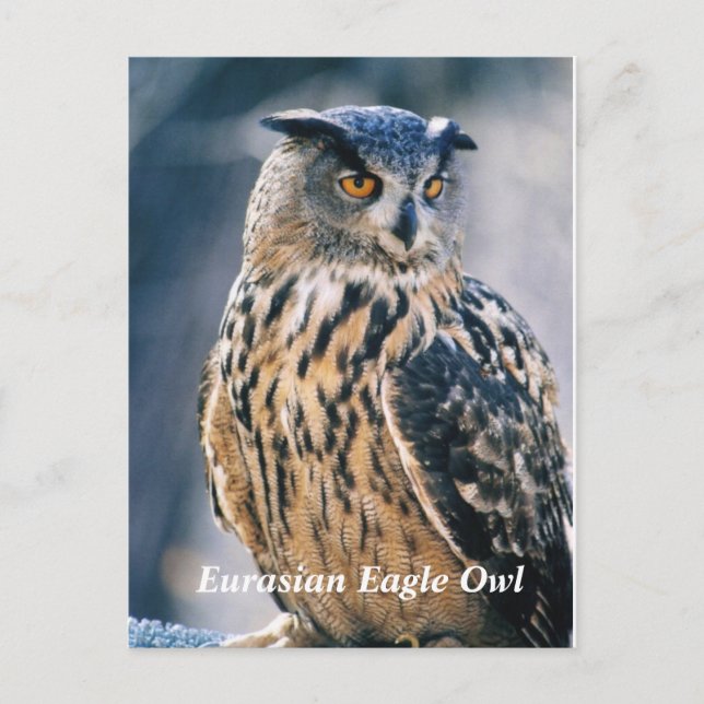Cartão Postal Eurasian Eagle Owl (Frente)