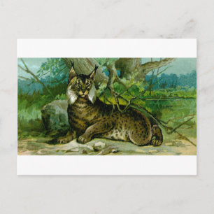 Cartão Postal Eurasian Lynx
