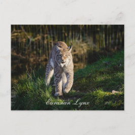 Cartão Postal Eurasian Lynx