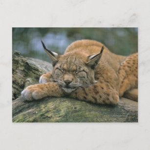Cartão Postal Europ �_ischer Luchs, Eurasischer Luchs (Lynx