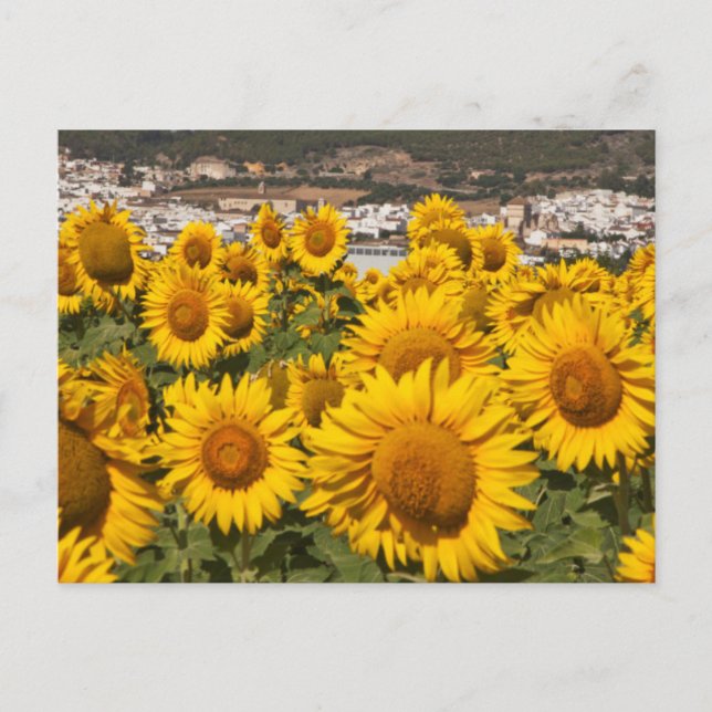 Cartão Postal Europa, Espanha, Andaluzia, Província de Cádis (Frente)