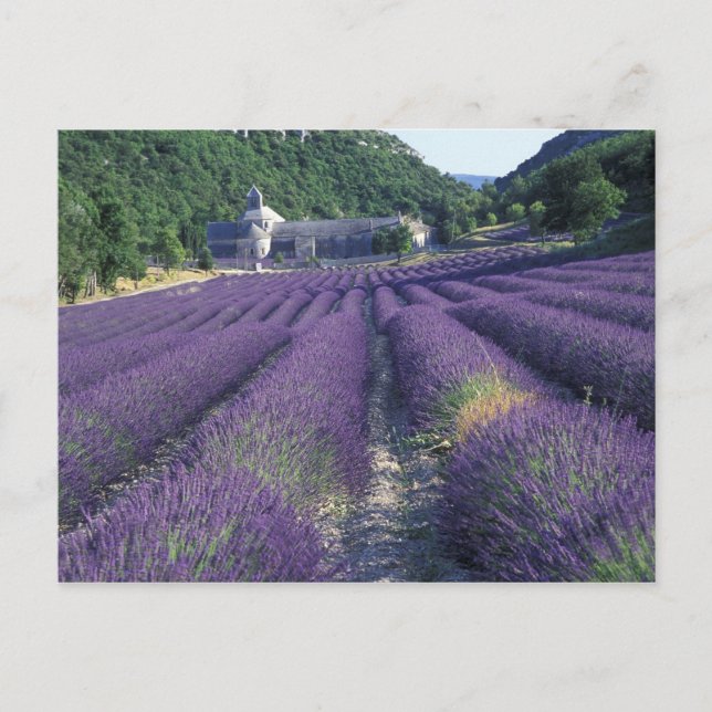 Cartão Postal Europa, França, Provença. Campos de lavandros (Frente)