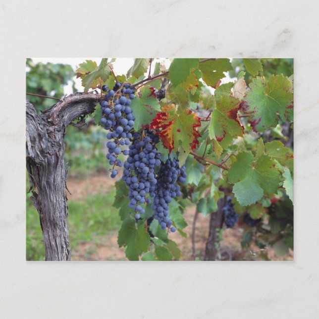 Cartão Postal Europa, França, Roussillon. Vinhas, com (Frente)