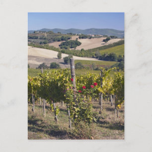 Cartão Postal Europa, Itália, Úmbria, perto de Montefalco, Viney