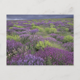 Cartão Postal Europa, Turquia, Cappadocia. Paisagem rural 3