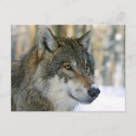 Cartão Postal Europäischer Wolf