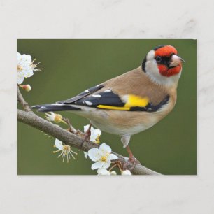 Cartão Postal European Goldfinch (Carduelis carduelis)