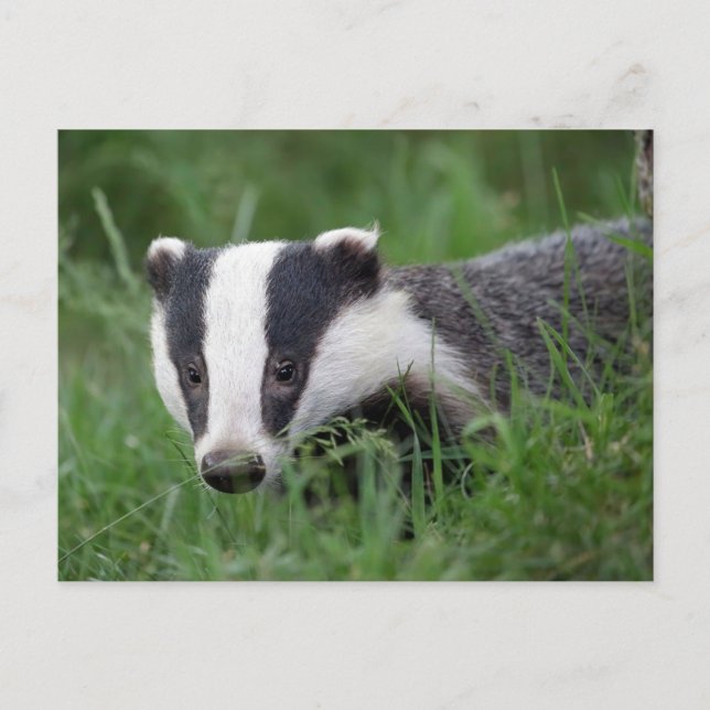 Cartão postal europeu Badger (Frente)