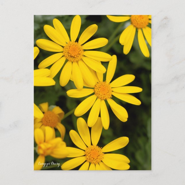 Cartão Postal Euryops Daisy [Cartão postal] (Frente)