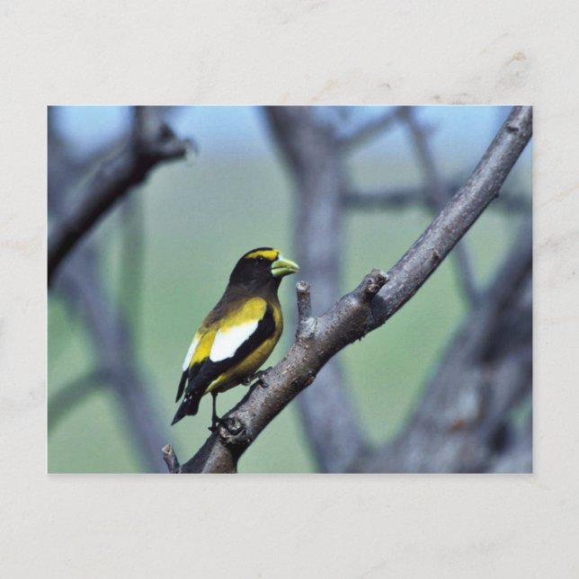 Cartão Postal Evening Grosbeak (Frente)