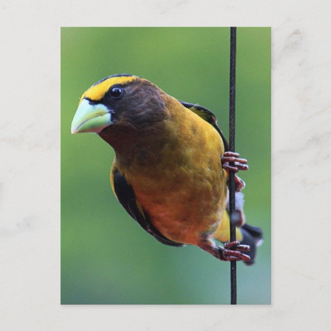 Cartão Postal Evening Grosbeak (Coccothaustes vespertinus) (Frente)