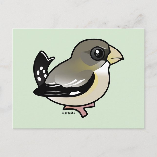 Cartão Postal Evening Grosbeak (f) (Frente)