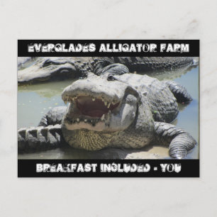 Cartão Postal Everglades Alligator Fazenda - café da manhã inclu
