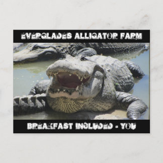 Cartão Postal Everglades Alligator Fazenda - café da manhã inclu