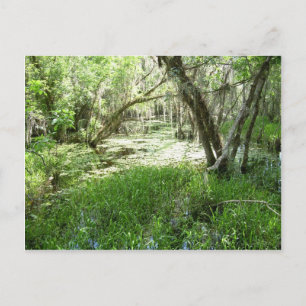 Cartão Postal Everglades - pântano - pântano