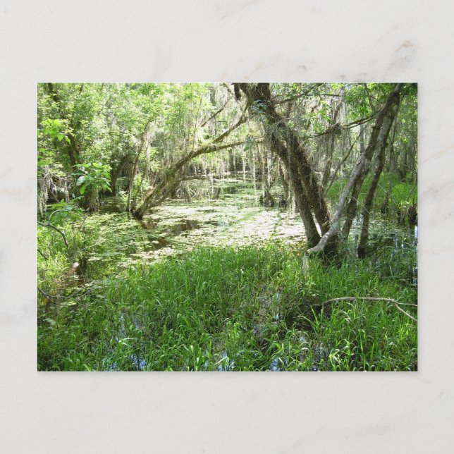 Cartão Postal Everglades - pântano - pântano (Frente)