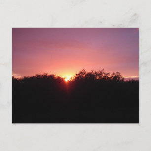 Cartão Postal Everglades Sunset over the Trees