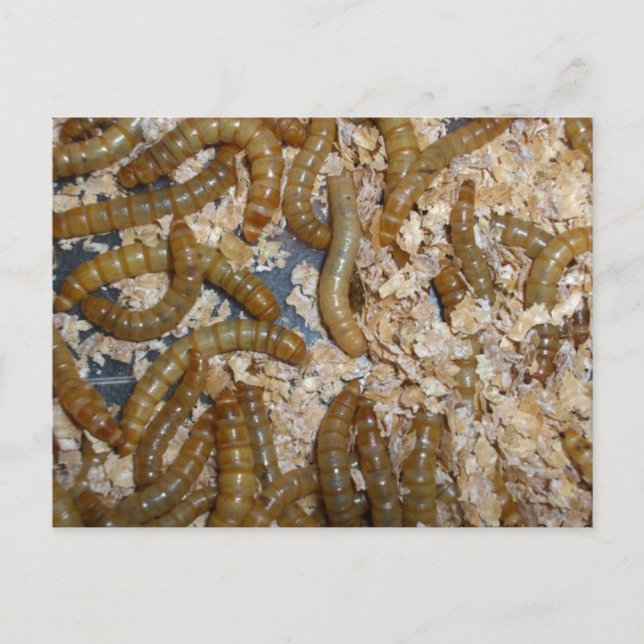 Cartão Postal Ewww! Cartão-postal (Frente)