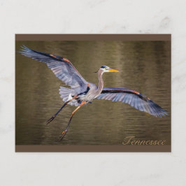 Cartão Postal Excelente Azul Heron fazer uma aterrissagem.