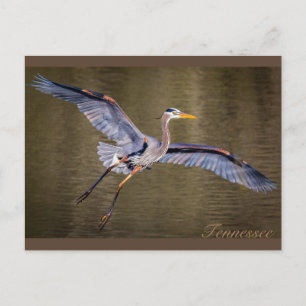 Cartão Postal Excelente Azul Heron fazer uma aterrissagem.