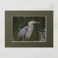 Excelente Blue Heron