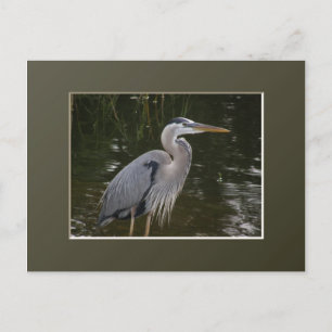 Cartão Postal Excelente Blue Heron