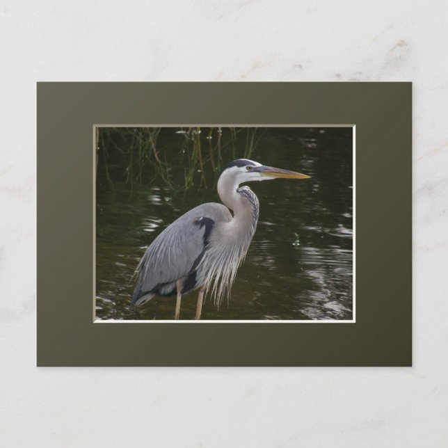 Cartão Postal Excelente Blue Heron (Frente)