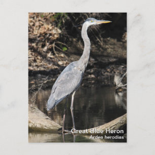 Cartão Postal Excelente Blue Heron