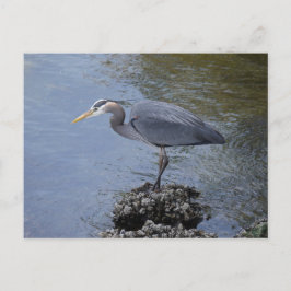 Cartão Postal Excelente Blue Heron