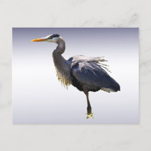 Cartão Postal Excelente Blue Heron