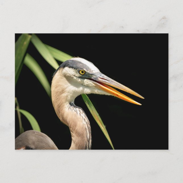 Cartão Postal Excelente Blue Heron (Frente)