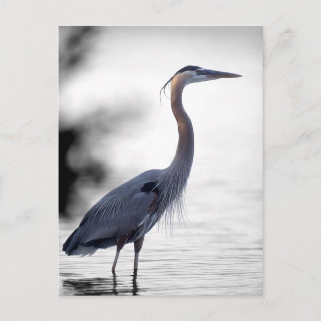 Cartão Postal Excelente Blue Heron (Frente)
