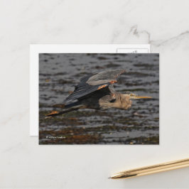 Cartão Postal Excelente Blue Heron Bird em voo