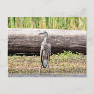 Cartão Postal Excelente Blue Heron em pé no lago Champlain