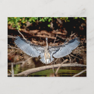 Cartão Postal Excelente Blue Heron em um registro