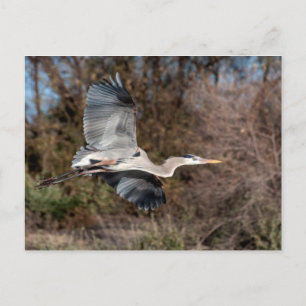 Cartão Postal Excelente Blue Heron em voo