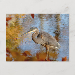 Cartão Postal Excelente Blue Heron enquadrado com folhagem de ou