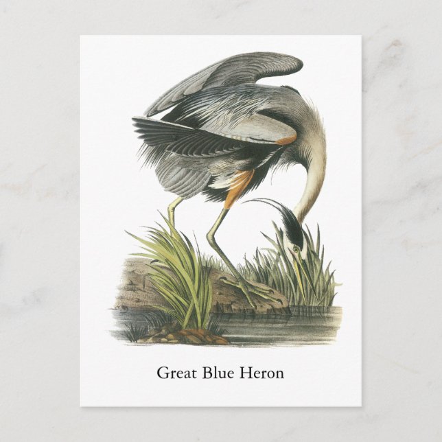 Cartão Postal Excelente Blue Heron, John Audubon (Frente)