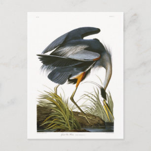 Cartão Postal Excelente Blue Heron, John James Audubon Fine Art
