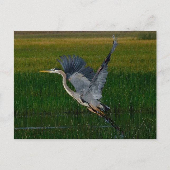 Cartão Postal Excelente Blue Heron "levantando-se" (Frente)