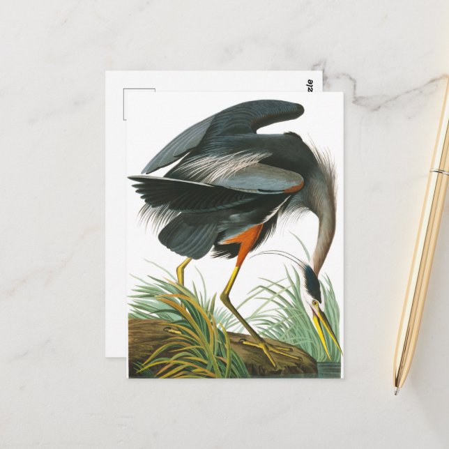 Cartão Postal Excelente Blue Heron por John James Audubon (Frente/Verso In Situ)