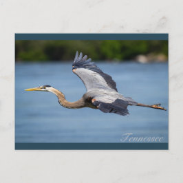 Cartão Postal Excelente Blue Heron voando no rio Tennessee