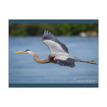 Excelente Blue Heron voando no rio Tennessee