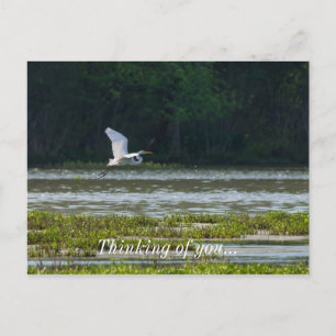Cartão Postal Excelente Branco Egret Voando