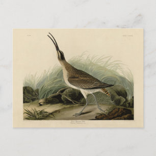 Cartão Postal Excelente Esquimaux Curlew (Hudsonian) - Aves de A