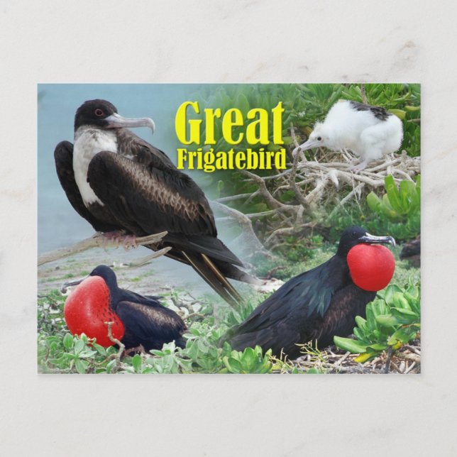 Cartão Postal Excelente Frigatebird, Midway Atoll, Ilhas Havaian (Frente)